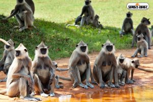 Blackout In Sri Lanka