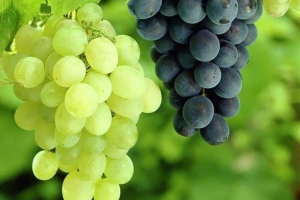 How to Store Grapes: इस तरह से करें अंगूर को स्टोर, लंबे समय तक रहेंगे ताजे