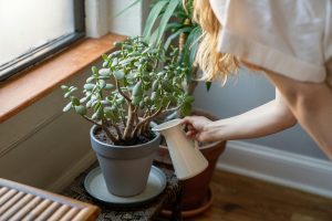 crassula plant