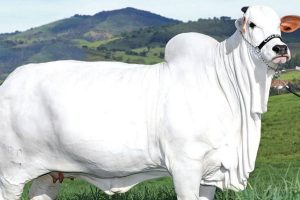 nellore breed cow