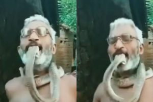 old man caught snake hood with his mouth