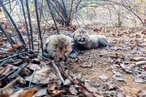 Cheetah Cubs Video